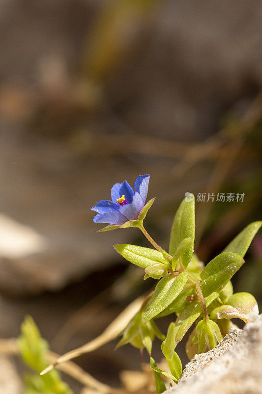 近距离侧视图的猩红Pimpernel (Anagallis arvesis)在开花